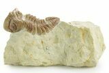 Kainops Trilobite - Black Cat Mountain, Oklahoma #376950-2
